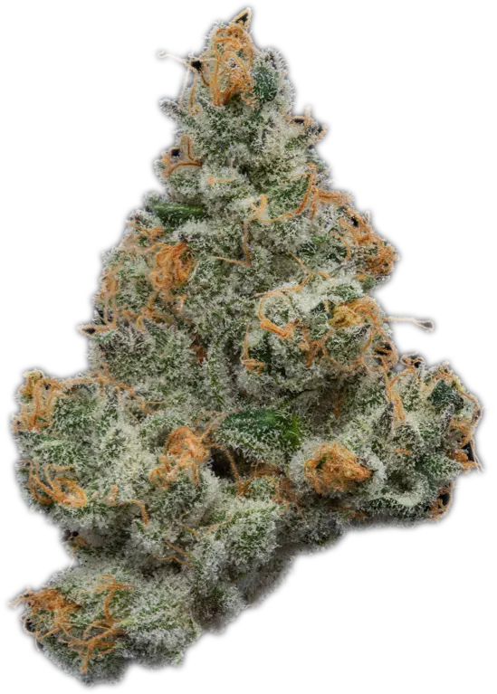 SpaceTrip - Galaxy Indoor