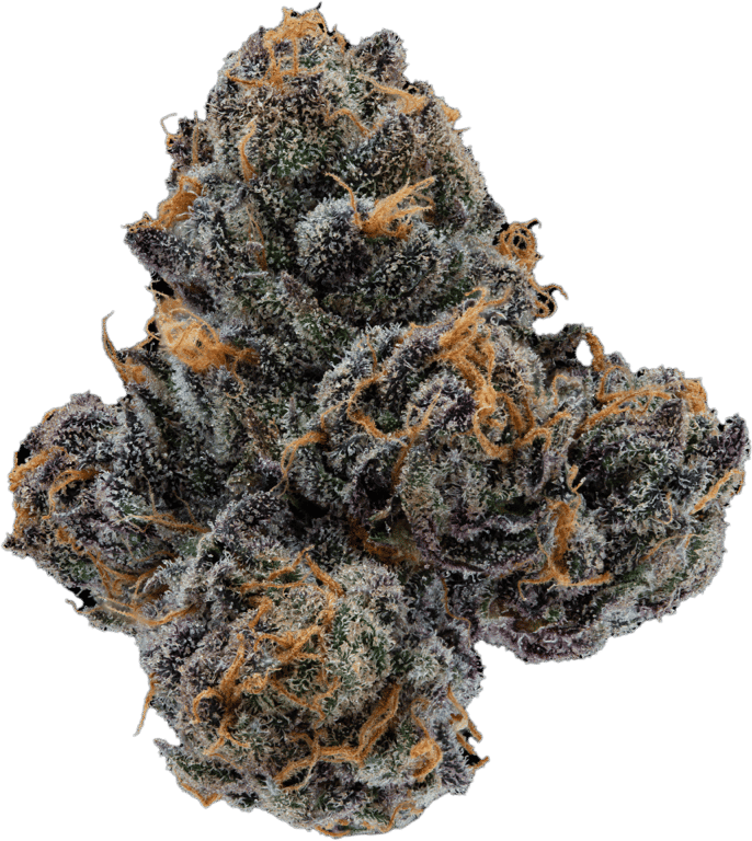 SpaceTrip - Andromeda Indoor